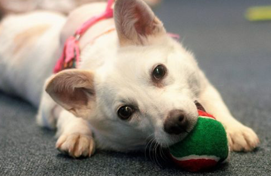 Image with missing alt attribute found on peta.org