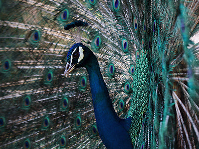 Image with missing alt attribute found on ajwallpaper.com