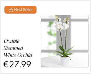 Double Stemmed White Orchid