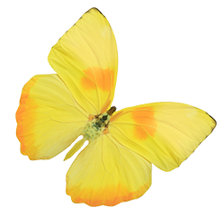 Image with missing alt attribute found on abmp.com