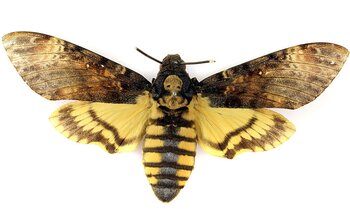 Sphinx &agrave; t&ecirc;te de mort