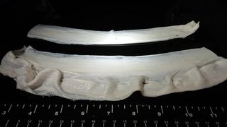 Inspirert av sukkerspinn: Forskere har laget en kjøttbit som minner om en saftig biff av storfe eller kanin