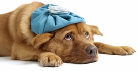 Image with missing alt attribute found on instory.cz