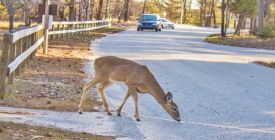 Image with missing alt attribute found on instory.cz