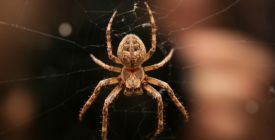 Image with missing alt attribute found on instory.cz