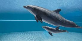 Image with missing alt attribute found on instory.cz