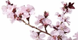 Image with missing alt attribute found on instory.cz