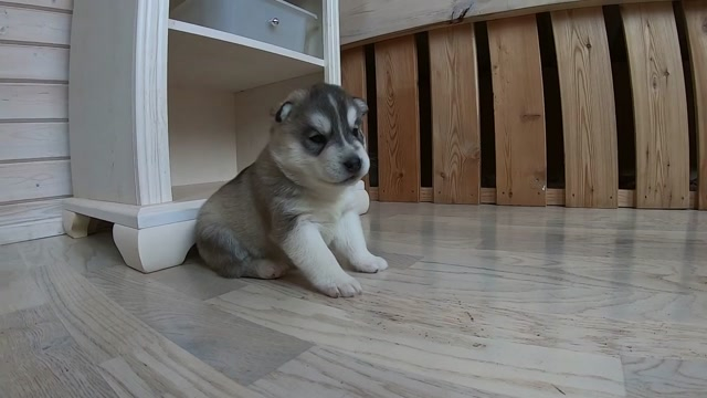 A hét legcukibb kölyök kutyája