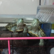 Image with missing alt attribute found on muragon.com