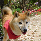 Image with missing alt attribute found on muragon.com