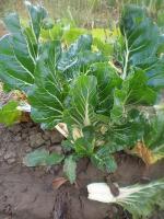 Image with missing alt attribute found on supertoinette.com