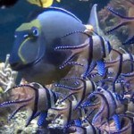 Animal Planet Live: коралловый риф