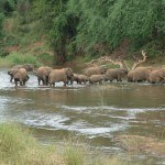 Дикая природа Южной Африки