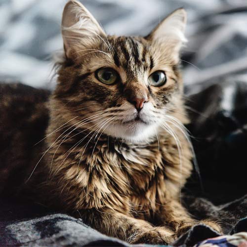 Image with missing alt attribute found on 123rf.com