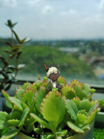 Image with missing alt attribute found on furaffinity.net