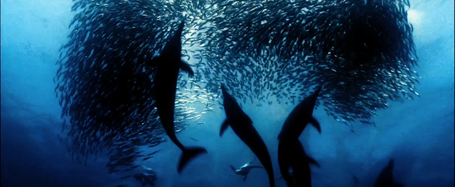 Image with missing alt attribute found on videojs.com