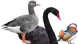 Canards oies & cygnes