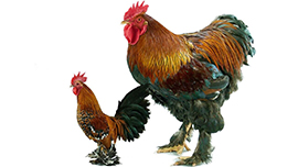 Poules de race & fermi&egrave;res
