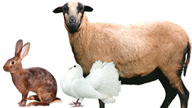 Animaux de parc & voli&egrave;re