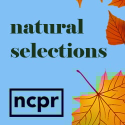 Image with missing alt attribute found on northcountrypublicradio.org