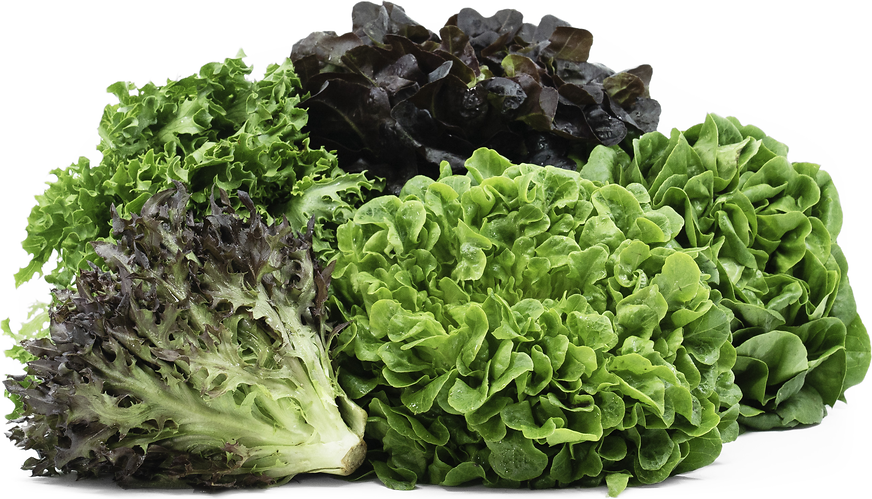 Link to Salanova&reg; Lettuces