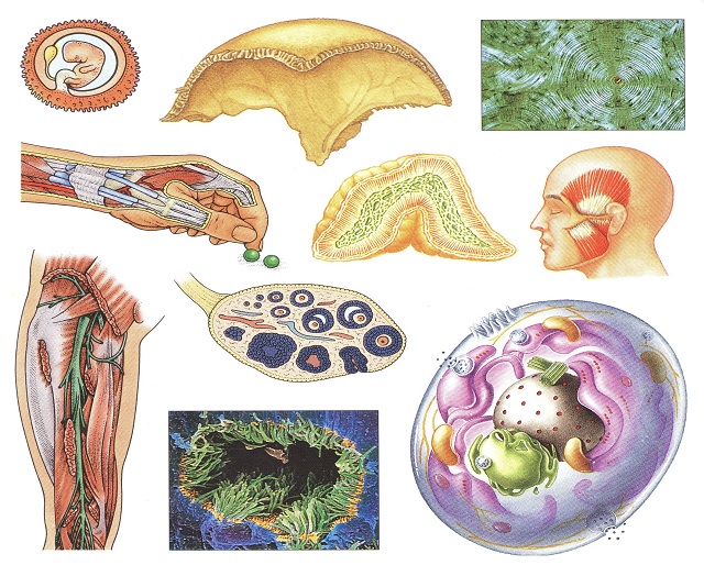 Кольоровий анатомічний атлас з детальним описом російською і латинською мовою