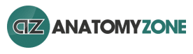 AnatomyZone
