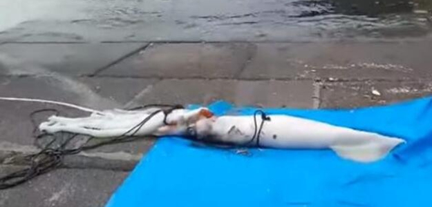 Image with missing alt attribute found on skykiwi.com