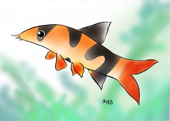 Image with missing alt attribute found on clown-loach.com