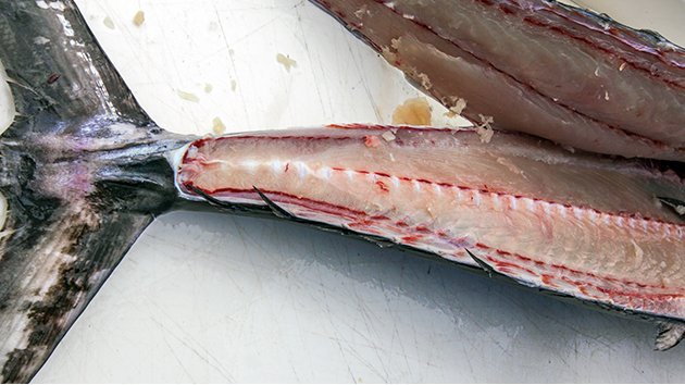 Image with missing alt attribute found on fishtrack.com