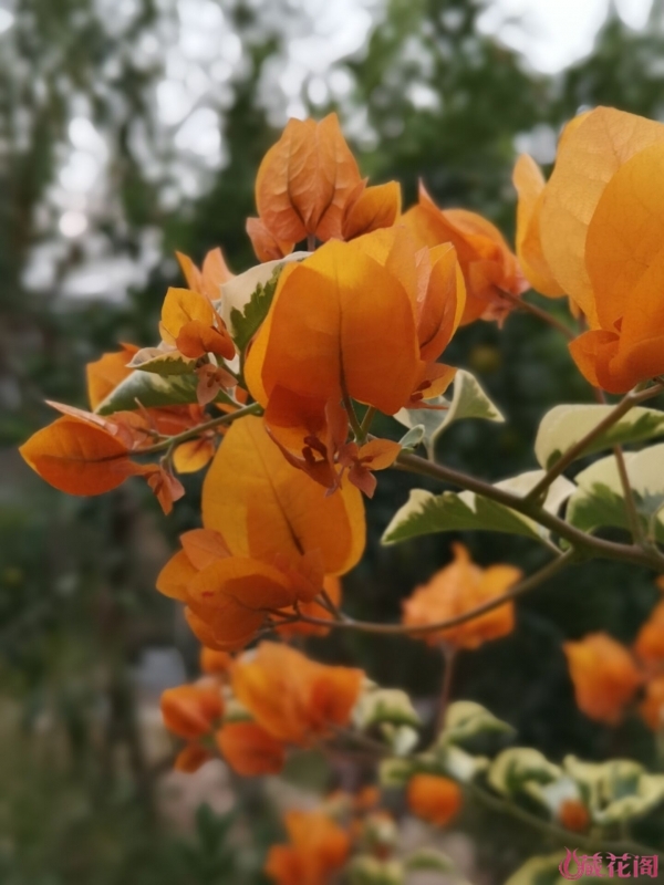 Image with missing alt attribute found on mychg.org