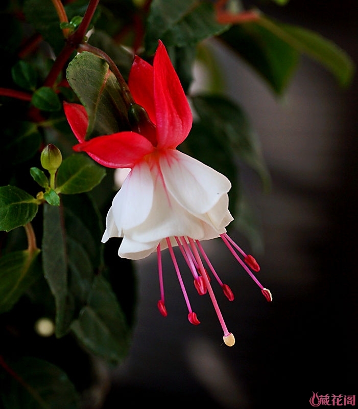 Image with missing alt attribute found on mychg.org