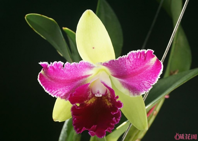 Image with missing alt attribute found on mychg.org