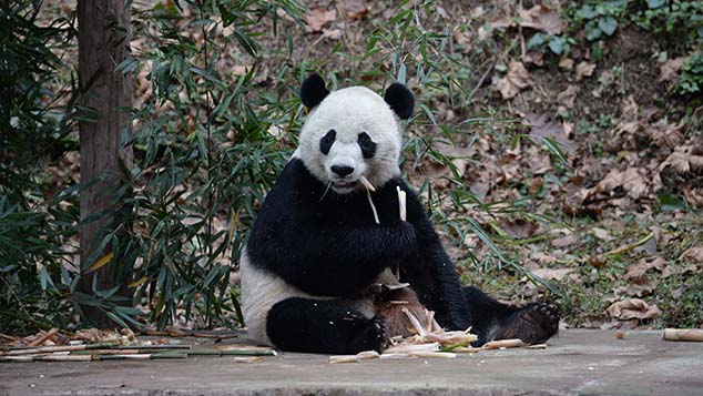 Image with missing alt attribute found on sixthtone.com