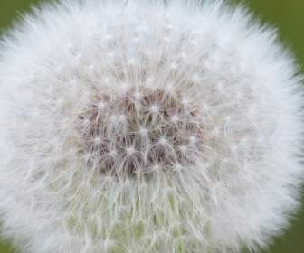 dandelion seeds common dandelion