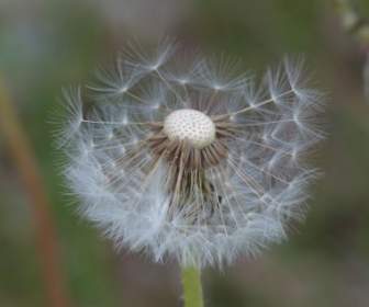 dandelion seeds common dandelion