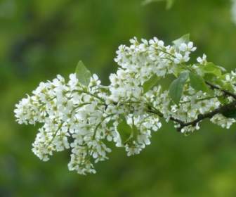 flowers common bird cherry white