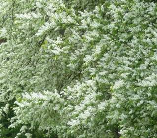 flowers common bird cherry white