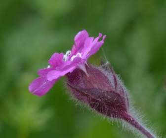 red campion campion flower
