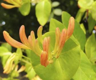 spring flower yellow