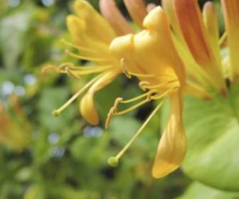 spring flower yellow