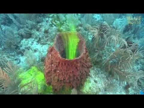 Sponges Ability To Pump Water