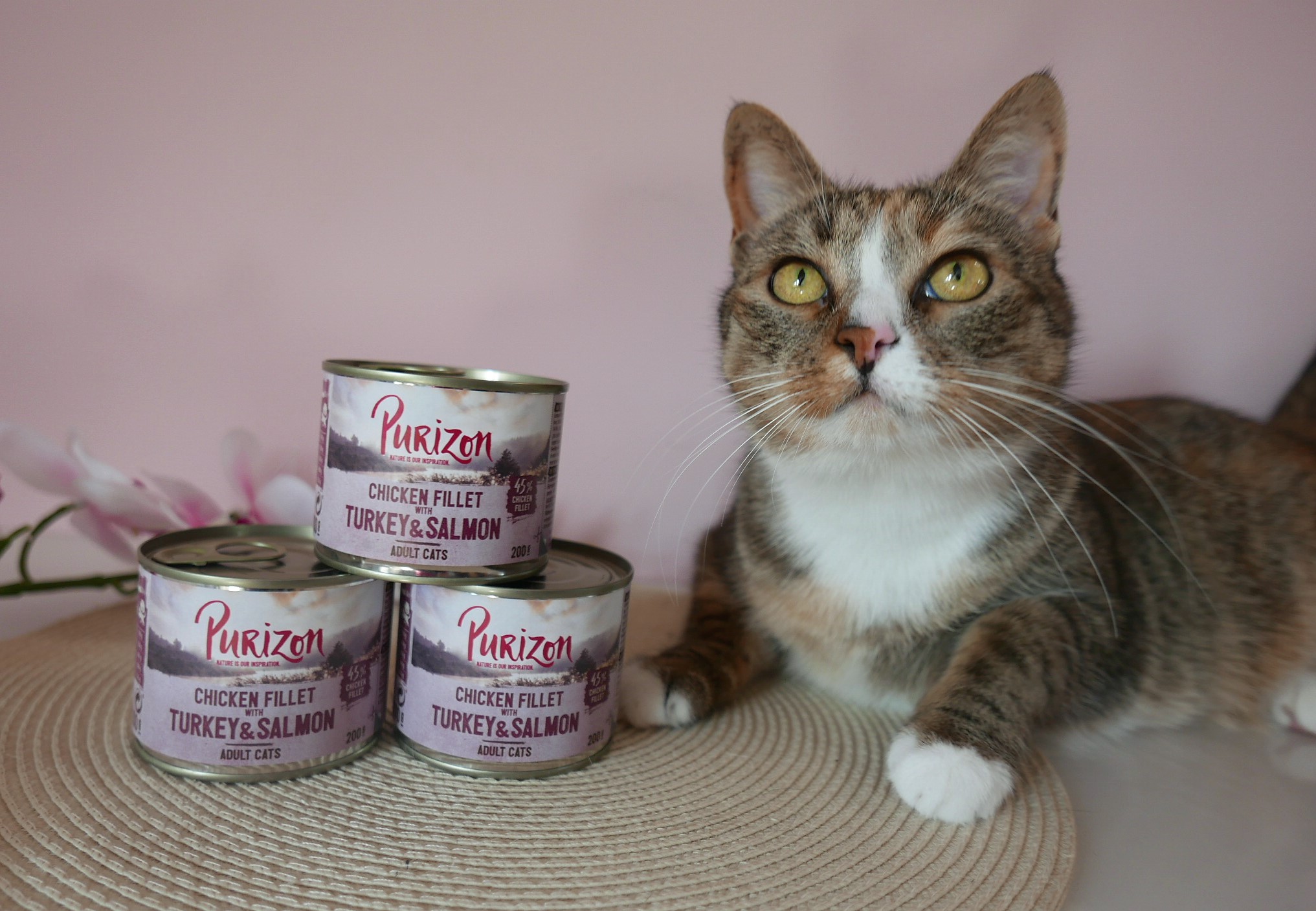 Image with missing alt attribute found on kotuszkowo.pl