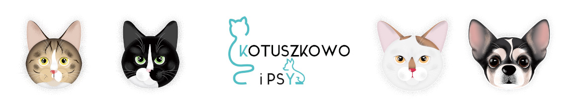 blog o kotach