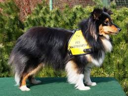 Image with missing alt attribute found on kynologie-kladno.cz