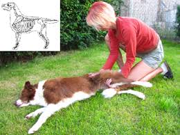 Image with missing alt attribute found on kynologie-kladno.cz