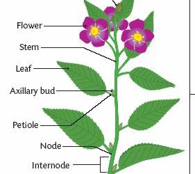 Structure of Flowering Plants