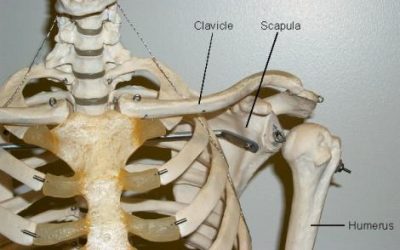The Skeleton and Muscles