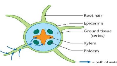 Transport of Materials in a Flowering Plant