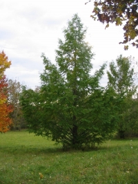 Image with missing alt attribute found on parmaobserver.com